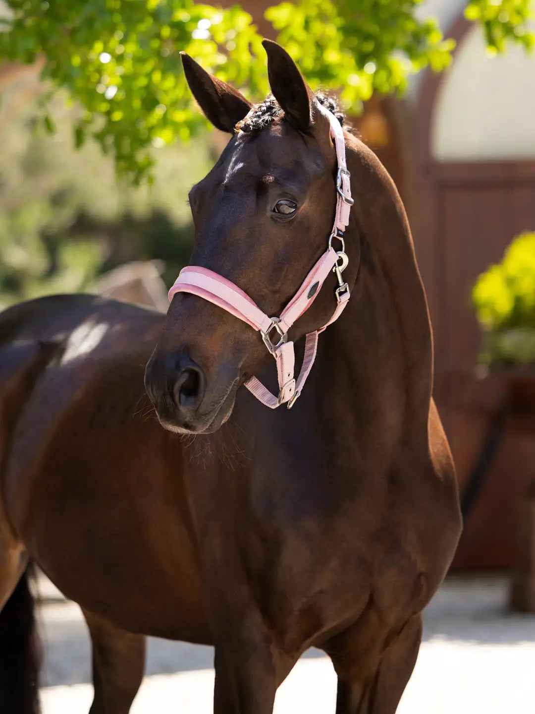 LeMieux Versailles Headcollar - Blossom