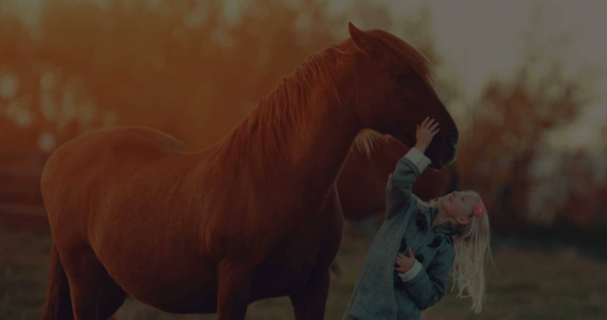 High Quality Tack and Riding Apparel in Stony Plain, Alberta Top