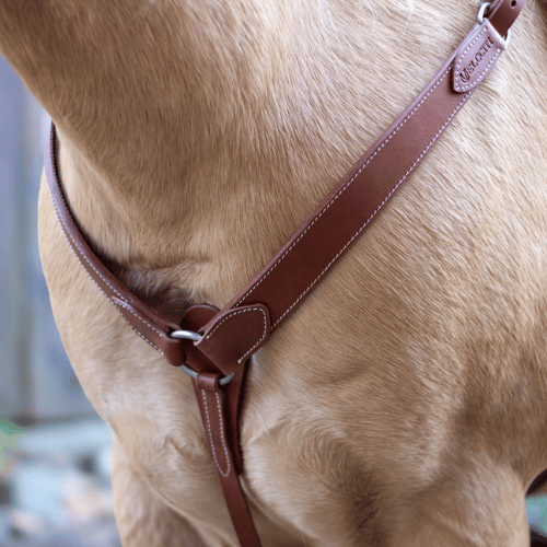 Oiled harness leather western breast collar with stainless steel buckles on a horse 