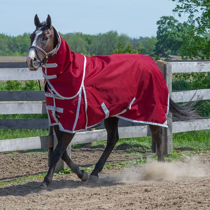 Canadian Horsewear Matador Diablo Turnout 300gm