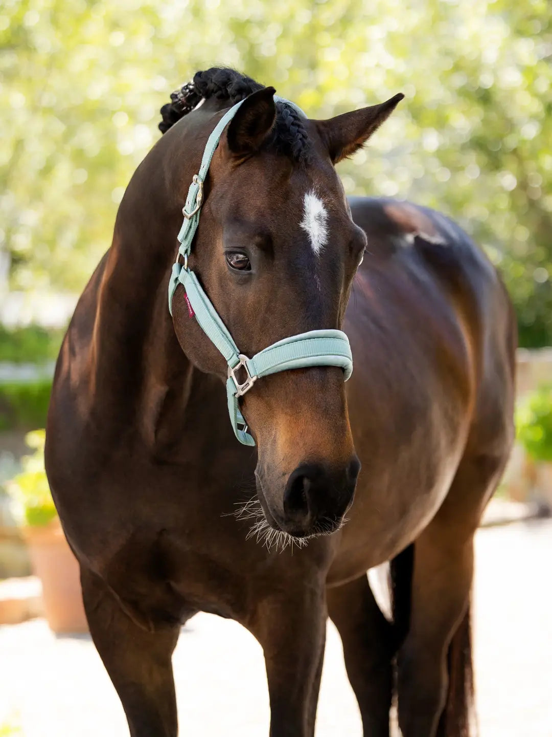 LeMieux Versailles Headcollar - Aqua