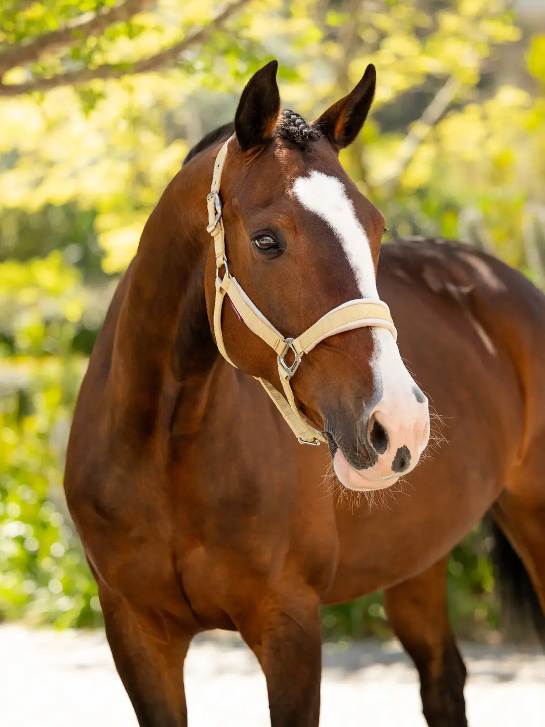 LeMieux Versailles Headcollar - Mimosa
