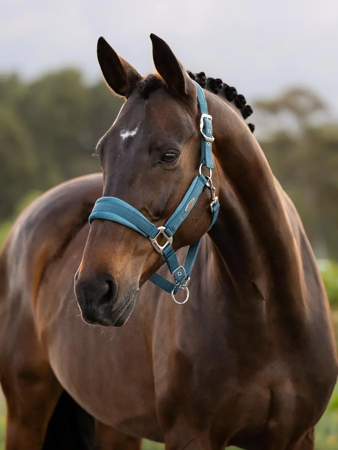 LeMieux Versailles Headcollar | Jungle