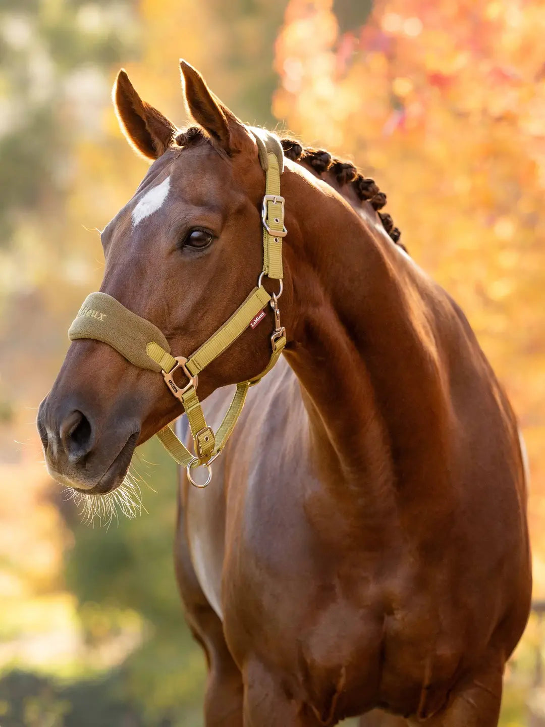 LeMieux Vogue Headcollar & Lead Rope Set | Gooseberry