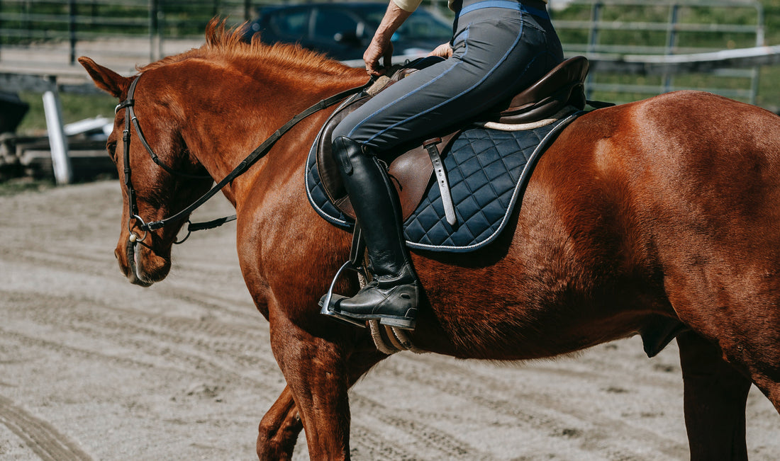 English Horse Top Horse Equestrian Tack & Supplies Inc